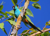 Pine Creek Water Gardens